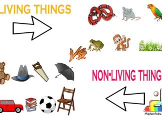 Difference Between Living and Non Living Things
