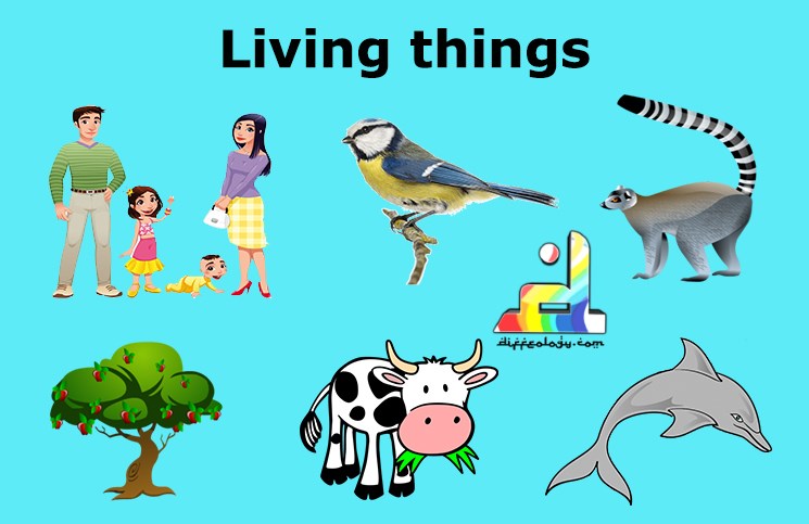 Difference Between Living And Non Living Things Diffeology