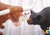 Difference Between Bull and Bear Market