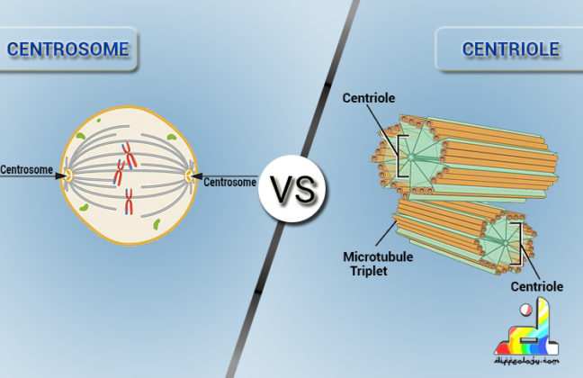 Difference Between Centrosome And Centriole | Diffeology