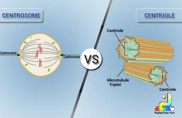 Difference Between Centrosome and Centriole
