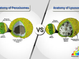 Difference Between Peroxisomes and Lysosomes