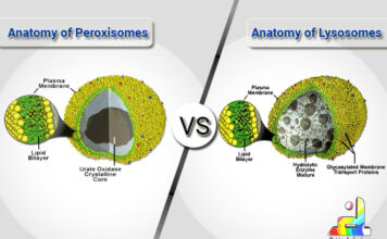 Difference Between Peroxisomes and Lysosomes
