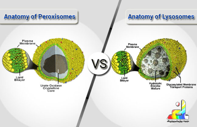 difference-between-peroxisomes-and-lysosomes-diffeology