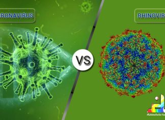 Difference between Coronavirus and Rhinovirus