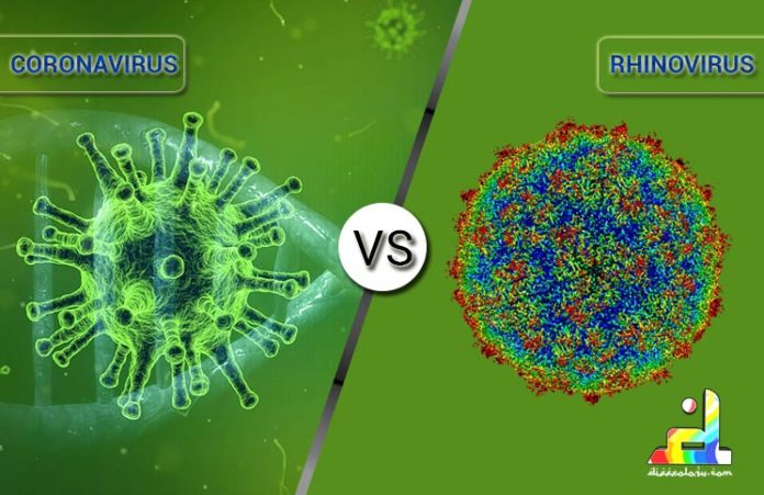 Difference between Coronavirus and Rhinovirus