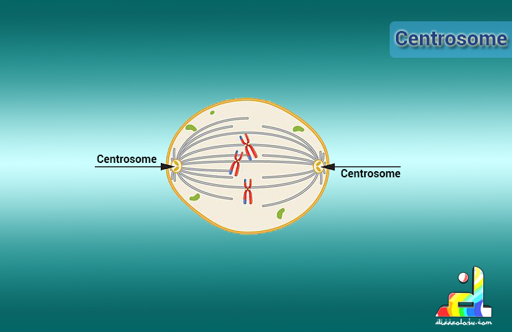 What is Centrosome