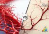Difference Between Arteries and Veins