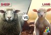Difference Between Sheep and Lamb