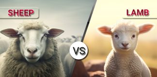 Difference Between Sheep and Lamb