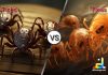 Difference Between Ticks and Fleas Insects