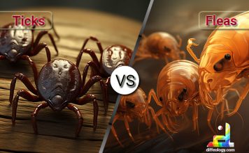 Difference Between Ticks and Fleas Insects