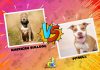 Difference Between American Bulldog And Pitbull