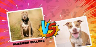 Difference Between American Bulldog And Pitbull