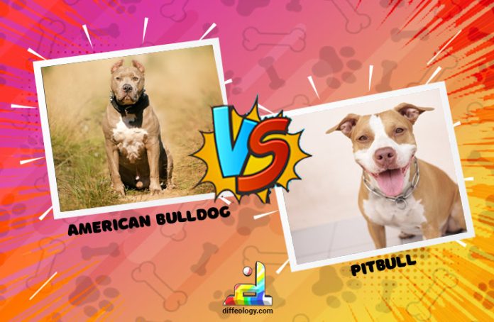 Difference Between American Bulldog And Pitbull