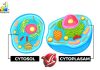 Difference Between Cytosol and Cytoplasm