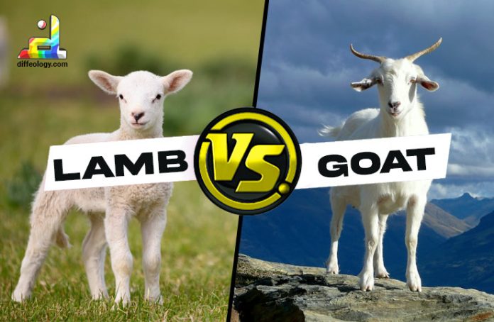Difference Between Lamb and Goat