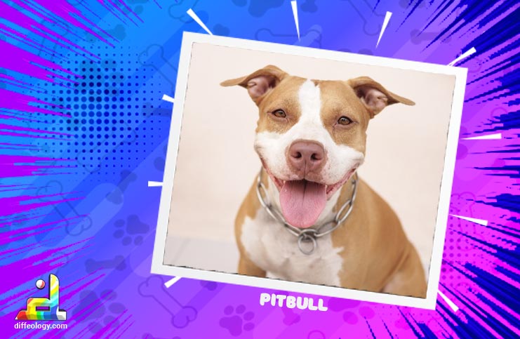 What is Pitbull