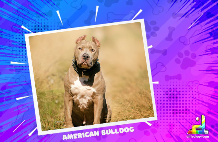 What is The American Bulldog