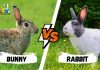 Difference Between Bunny and Rabbit