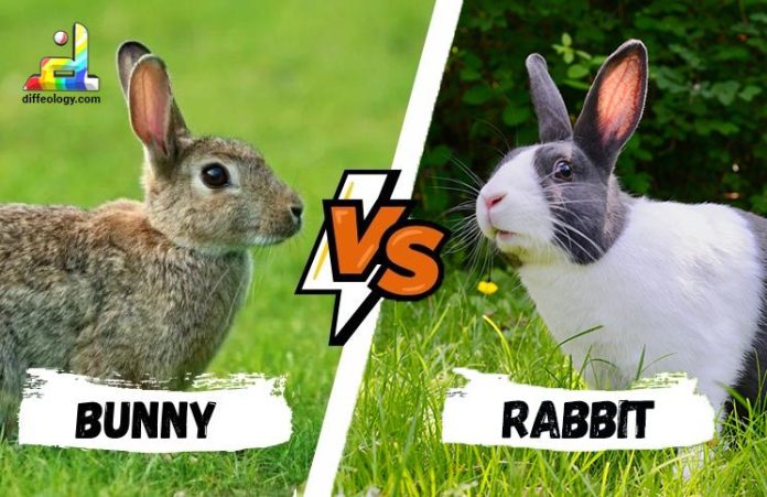 Difference Between Bunny and Rabbit