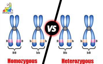 Difference Between Homozygous and Heterozygous