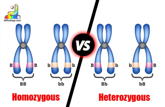 Difference Between Homozygous and Heterozygous