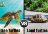 Difference Between Sea Turtles and Land Turtles