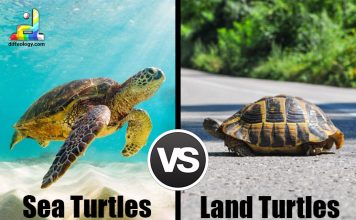Difference Between Sea Turtles and Land Turtles