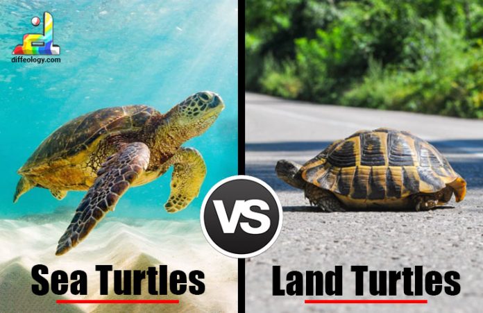 Difference Between Sea Turtles and Land Turtles
