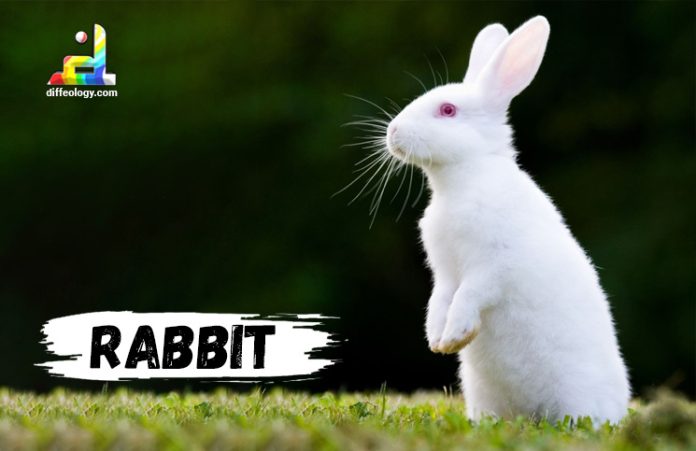 Difference Between Bunny And Rabbit | Diffeology
