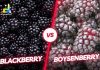 Difference Between Blackberry and Boysenberry