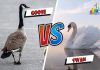 Difference Between Goose and Swan