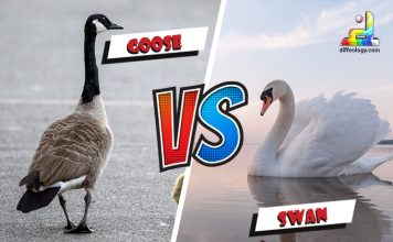 Difference Between Goose and Swan