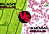 Difference Between Plant and Animal cells