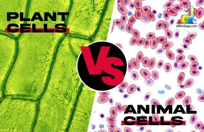 Difference Between Plant and Animal cells