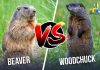 Difference between Beaver and Woodchuck