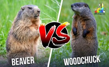 Difference between Beaver and Woodchuck