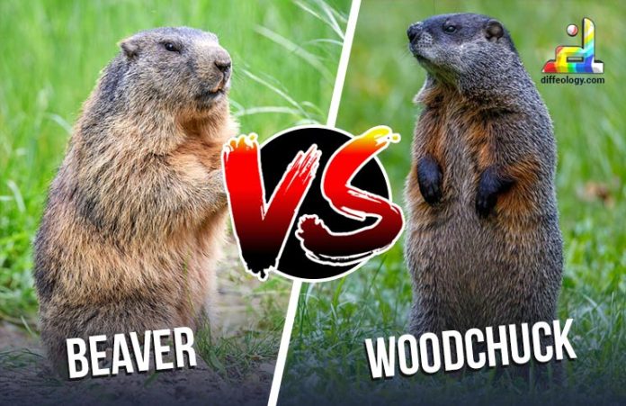 Difference between Beaver and Woodchuck