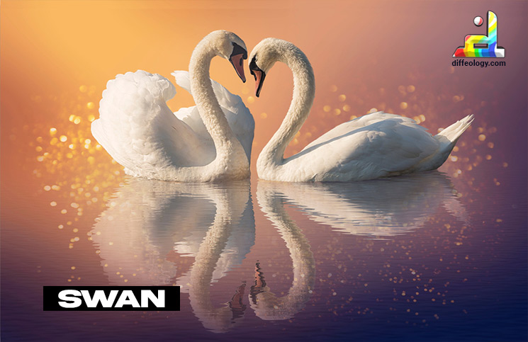 What is Swan