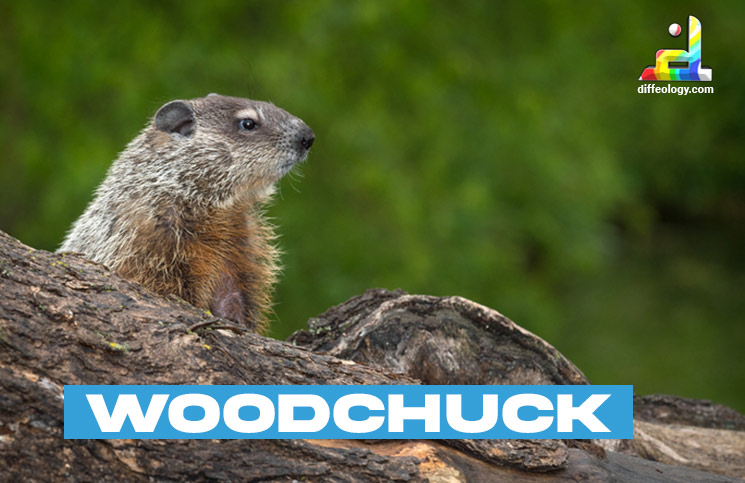 What is Woodchuck
