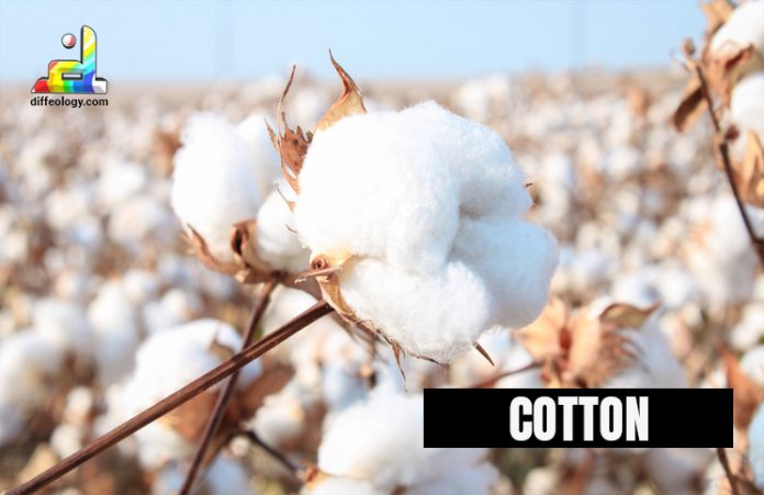 Difference Between Cotton And Cotton Blend | Diffeology