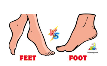 Difference Between Feet and Foot
