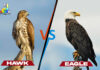 Difference Between Hawk and Eagle