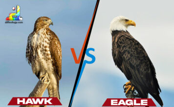 Difference Between Hawk and Eagle