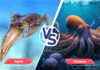 Difference Between Squid and Octopus