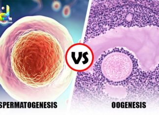 Difference between Spermatogenesis and Oogenesis