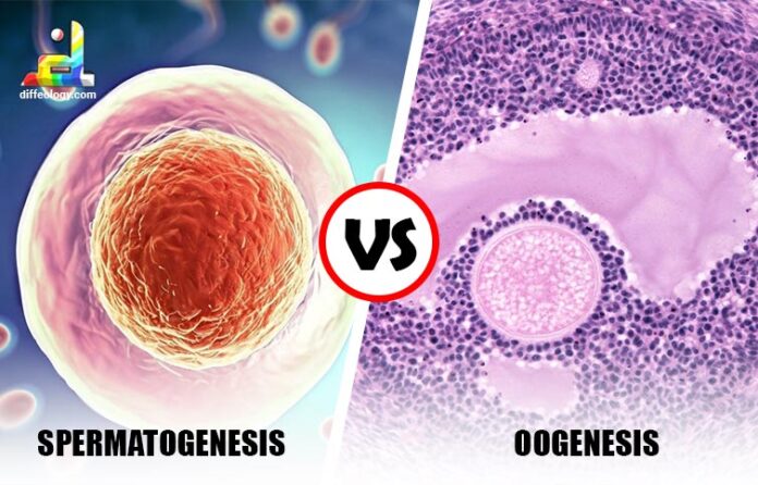 Difference between Spermatogenesis and Oogenesis