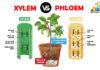 Difference between Xylem and Phloem