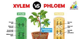 Difference between Xylem and Phloem
